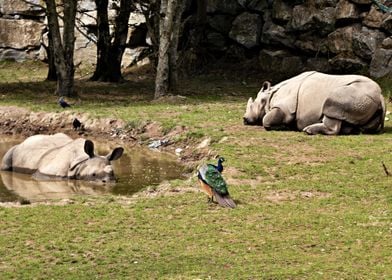 Two Rhinos And A Bird