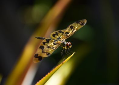 Golden Dragonfly