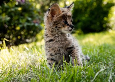 Serval kitty
