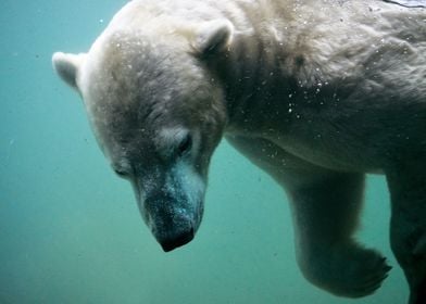 Polar Bear Swimming