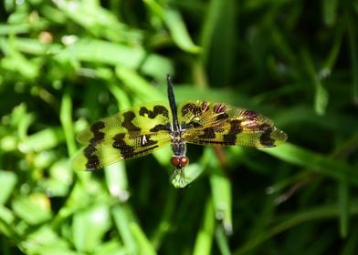 Golden Dragonfly