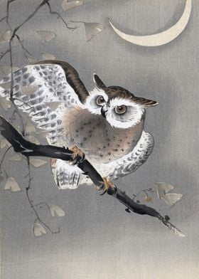 Owl in Ginko Tree