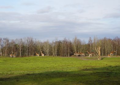 Giraffes in a field