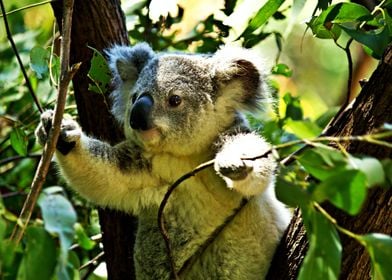 Cute Koala