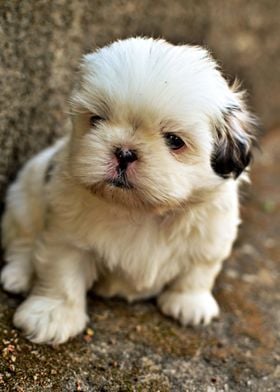 Cute Puppy