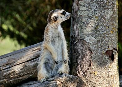 Gorgeous Meerkat