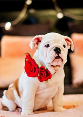 Gorgeous Bulldog