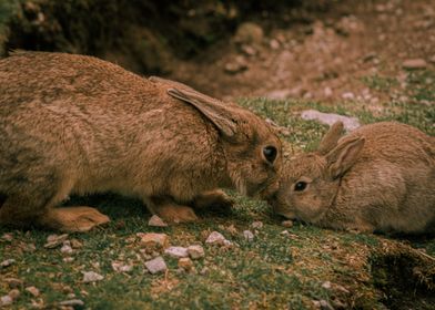 Rabbits kiss