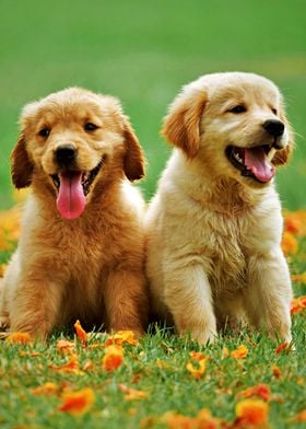 Two Cute Puppies