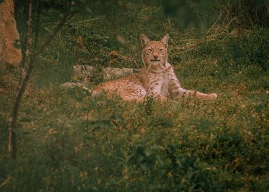 Lynx sunbathing in nature