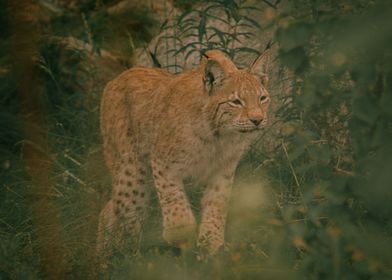 Beautiful Lynx