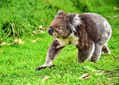 Beautiful Koala