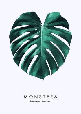 Monstera deliciousa