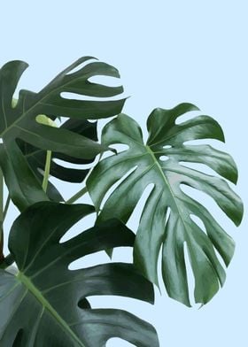 monstera