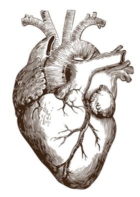 Human Heart Anatomy