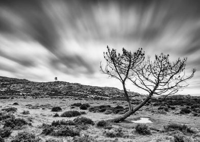 The lonely pine tree