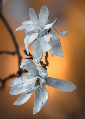 White Magnolias 