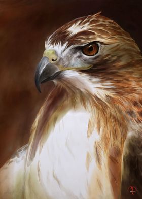Redtailed Hawk Portrait