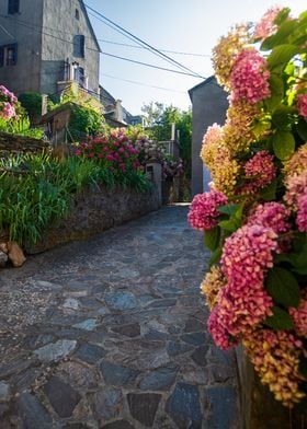 narrow flowered alley in C