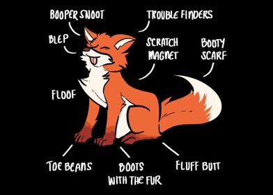 Anatomy Of A Fox Fox Lover