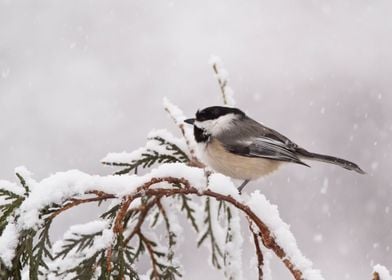 Chickadee in winter