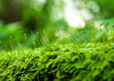 Fresh moss of Rainforest