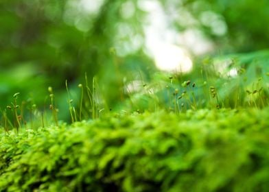 Freshness green moss