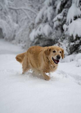 Golden retriever in snow