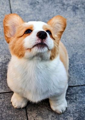 Gorgeous Corgi Dog