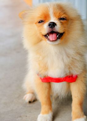 Cute Dog