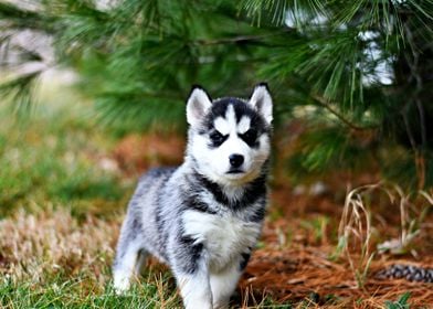 Beautiful Puppy