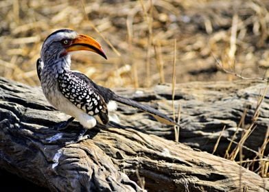 Beautiful Yellow Hornbill