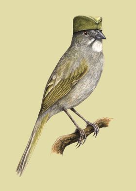 Green tailed towhee