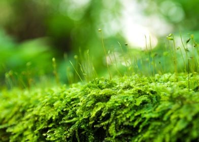 Spores of freshness moss