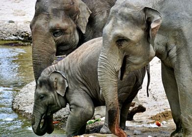 Elephants And A Baby