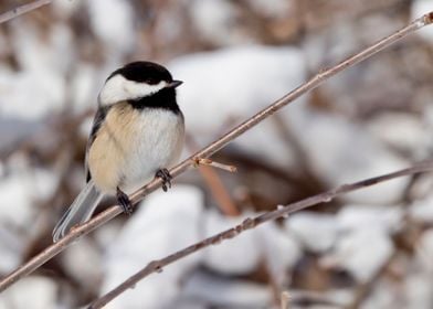 Chickadee in winter