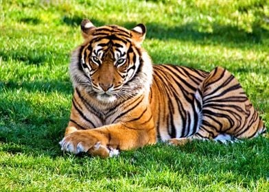 Beautiful Tiger