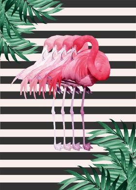 flamingo