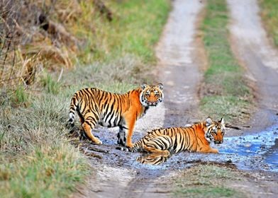 Two Tigers Playing