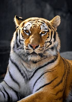 Gorgeous Tiger