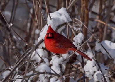 Male cardinal in winter