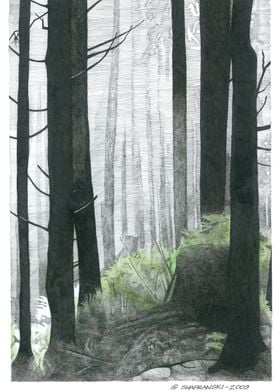 Misty Woods