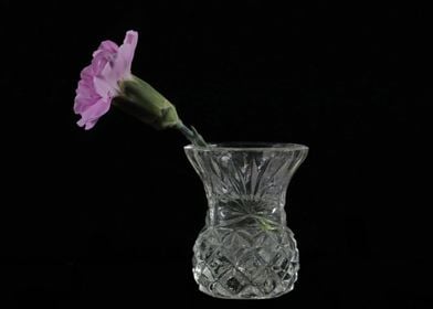 Pink Carnation in Vase