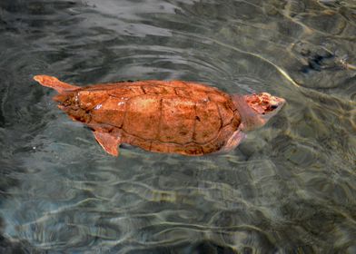Turtle swimming into water