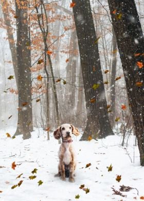 A small dog under the snow