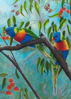 Lorikeets and gum blossoms