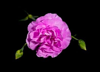 Pink carnation and buds