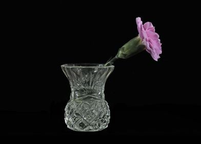 Pink carnation in vase 2