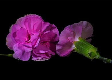 Two carnations on black 