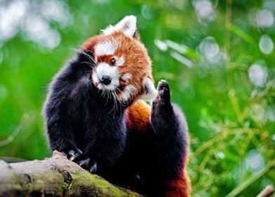 Funny Red Panda